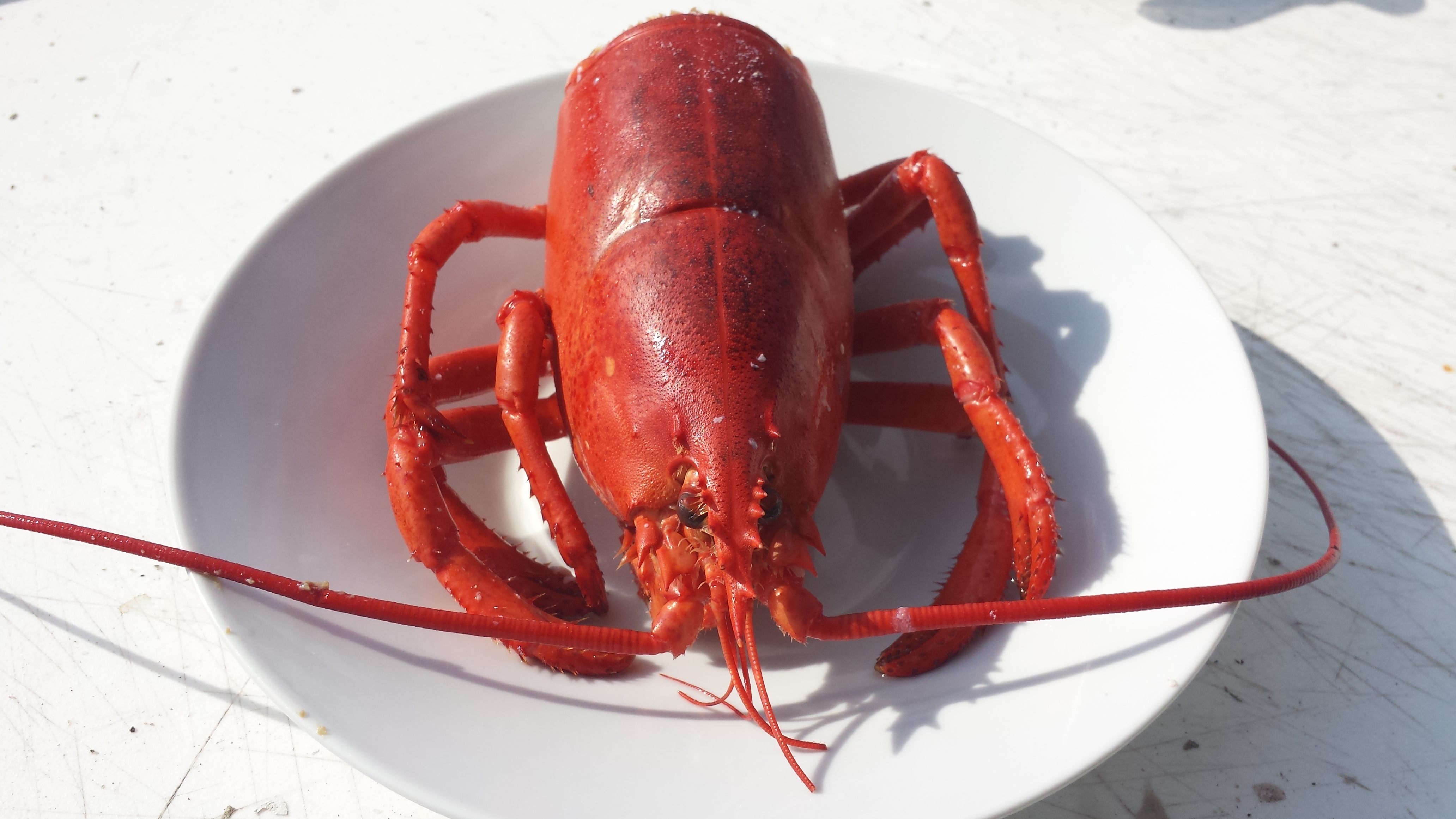 Lobster head